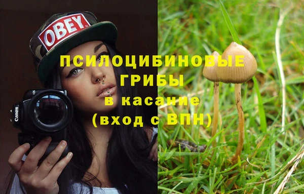 прущие грибы Покровск