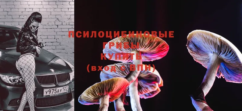 цены наркотик  Абаза  Галлюциногенные грибы Psilocybine cubensis 